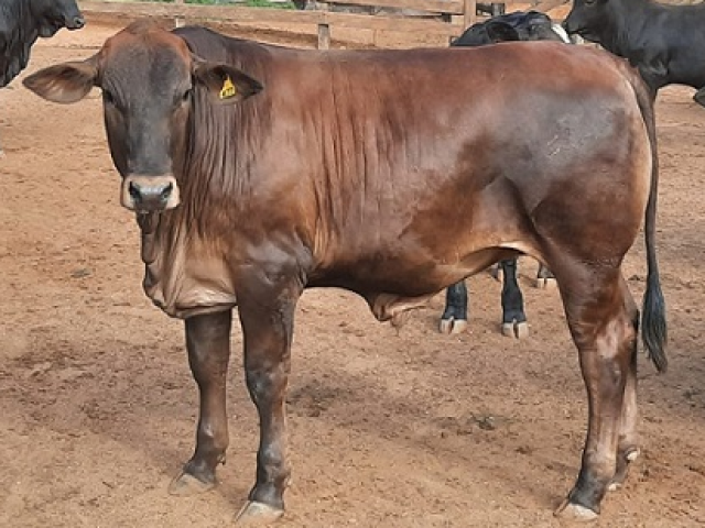 Zebu