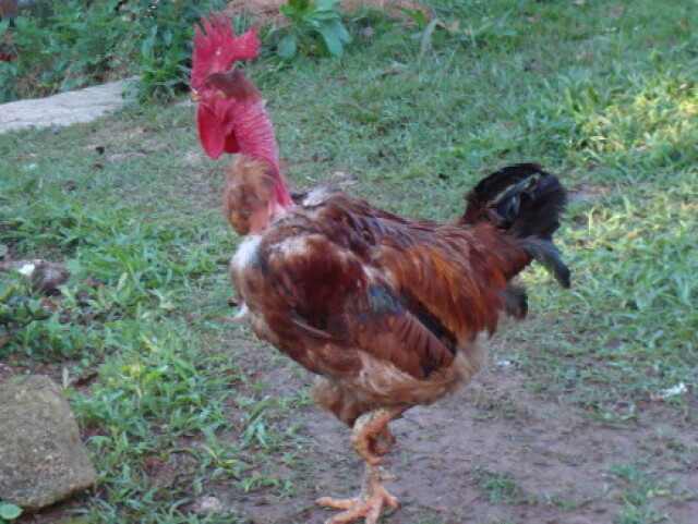 Galinha do pescoço pelado