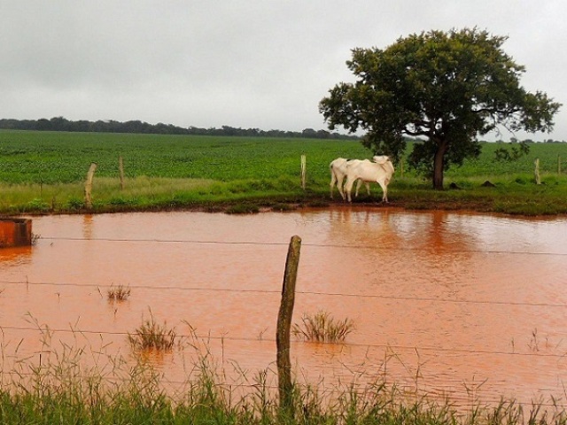 Refresco para o gado