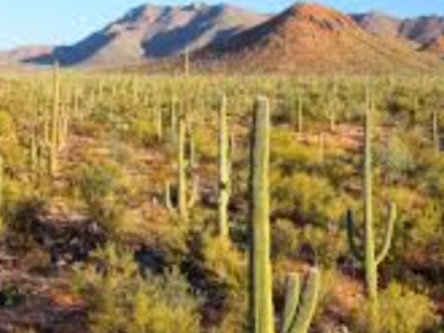 Deserto de sonora