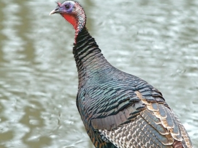 Aves galináceos