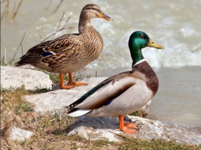 Aves aquáticas