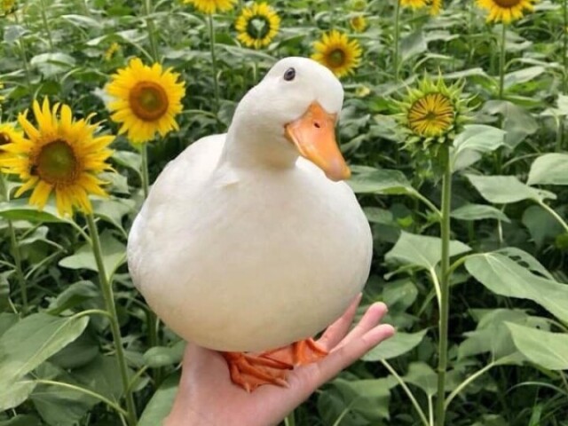 🦆🦆