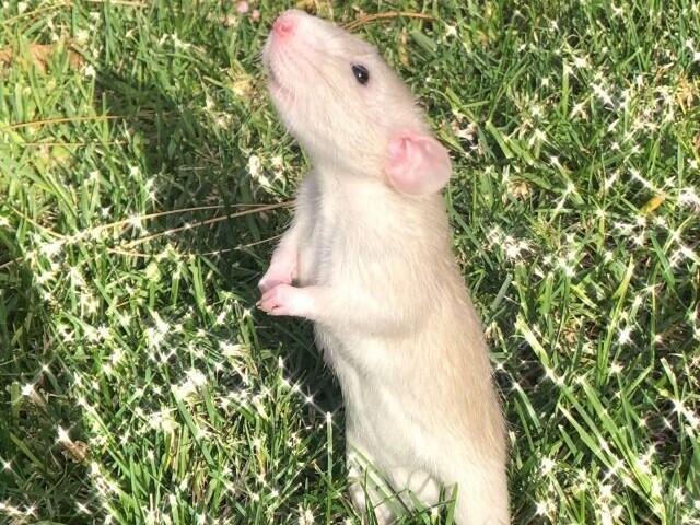 🐁🐁