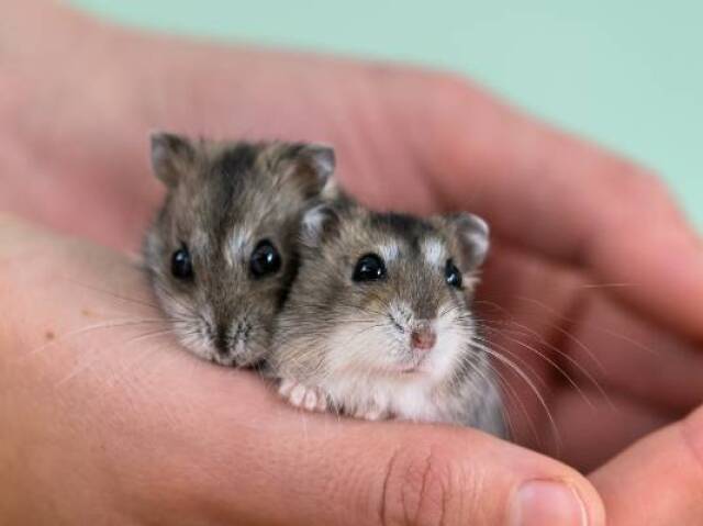 Hamster/porquinho da índia