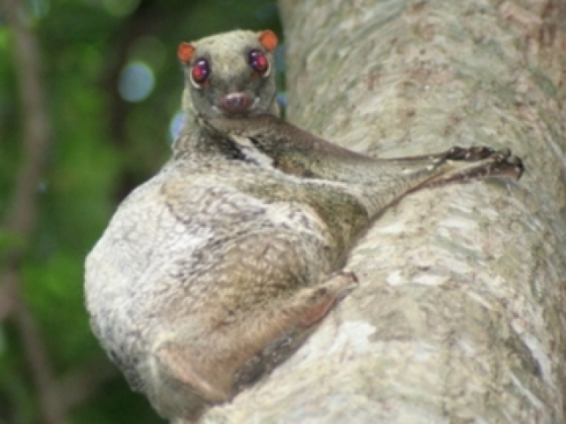 Colugo