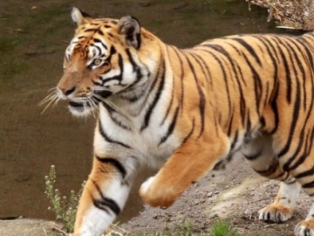 Tigre-de-Sumatra