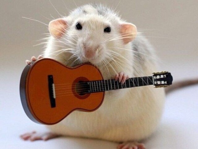 ratinho musico