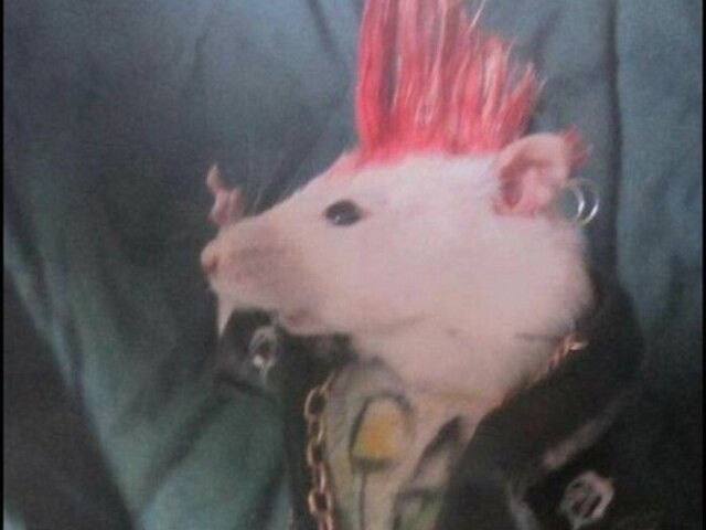 ratinho do rock