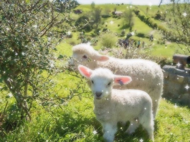 Ovelha 🐑