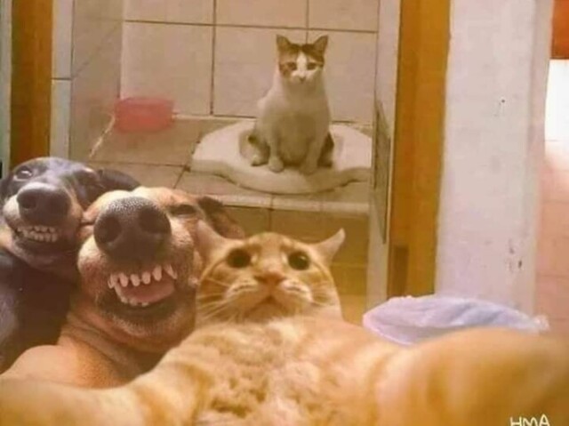 gatinho tirando selfie