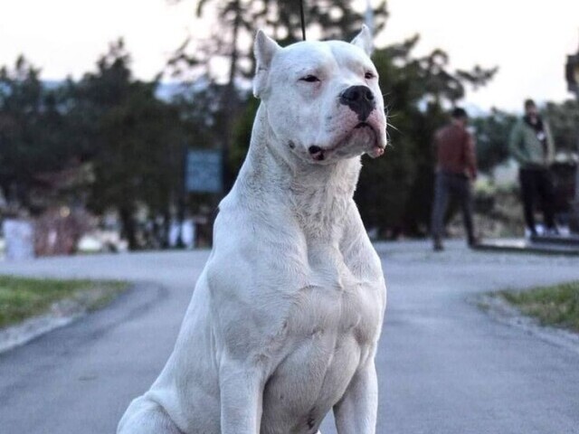 Dogo Argentino