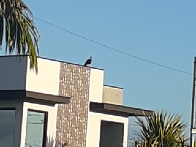 Tucano