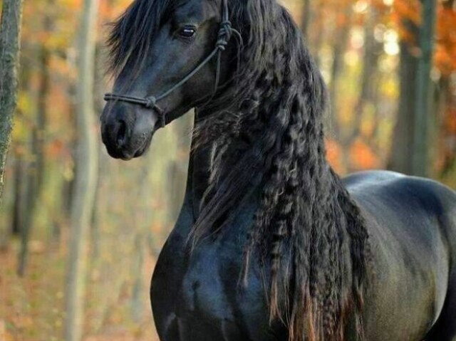 Cavalo preto