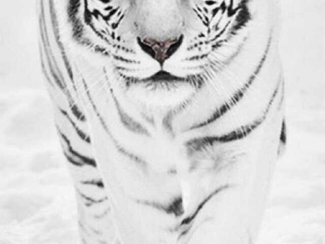 Tigre branco