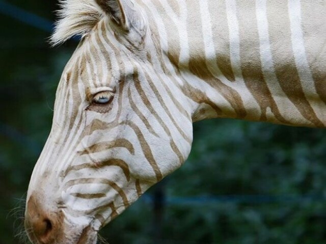 Zebra branca e castanha