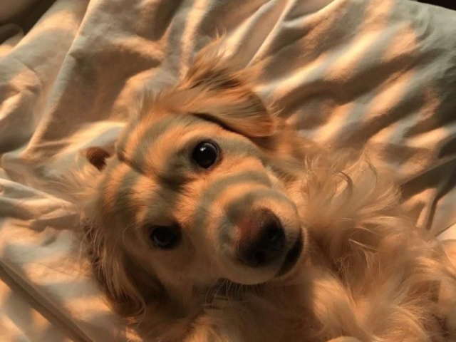 |Que tipo de cachorro vocรช teria? ๐