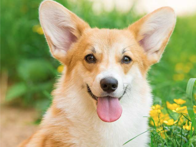 Foto de Closeup De Um Cachorro Boxer Branco e mais fotos de stock de  Amizade - Amizade, Animal, Animal de estimação - iStock