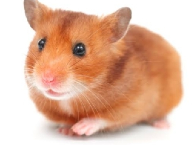 Hamster