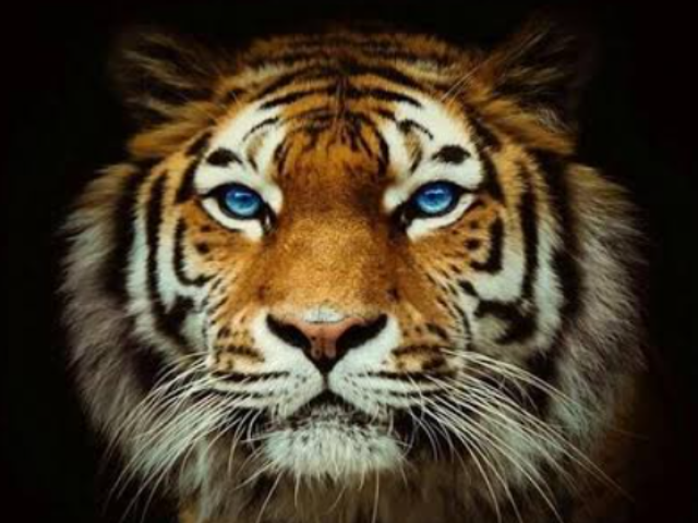 Tigre