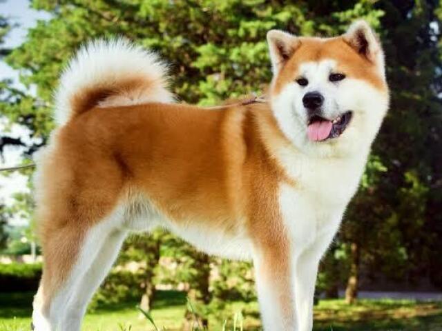 Akita Inu