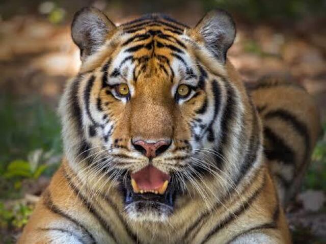 Tigre