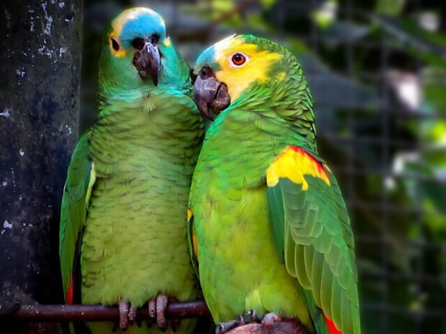 Um casal de aves para que o barulho me faça sentir menos sozinho.