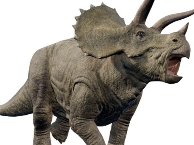 Triceratops