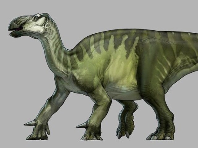 Iguanodon