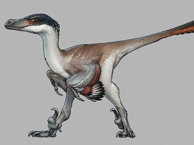 Velociraptor