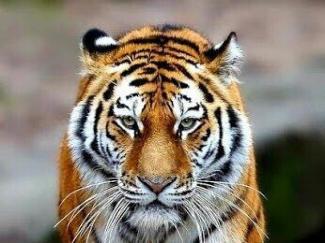 Tigre