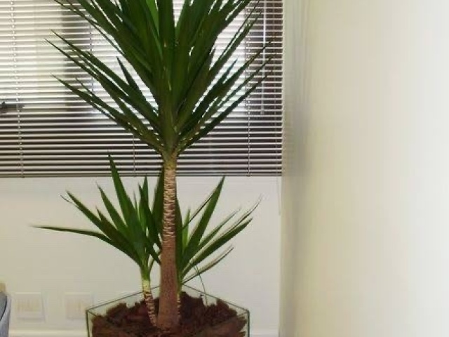 Planta bem bonita