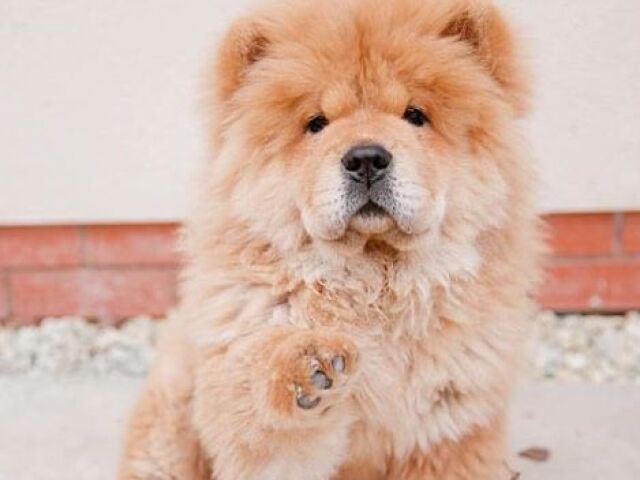 Chow-Chow