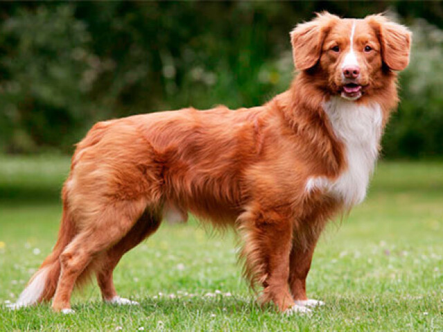 Duck tolling retriever!