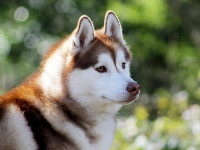 Husky