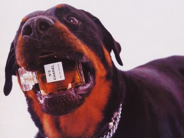 Rottweiler