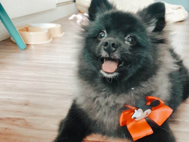 Que raça de cachorro te define? 🐶💙