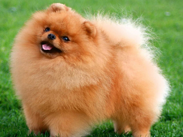 Spitz