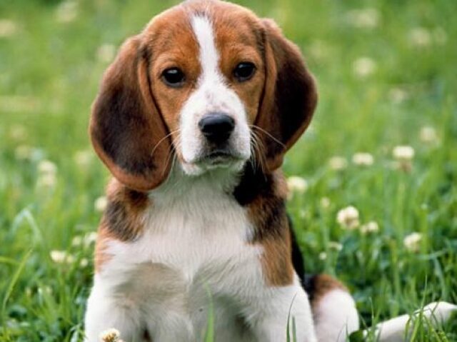 Beagle