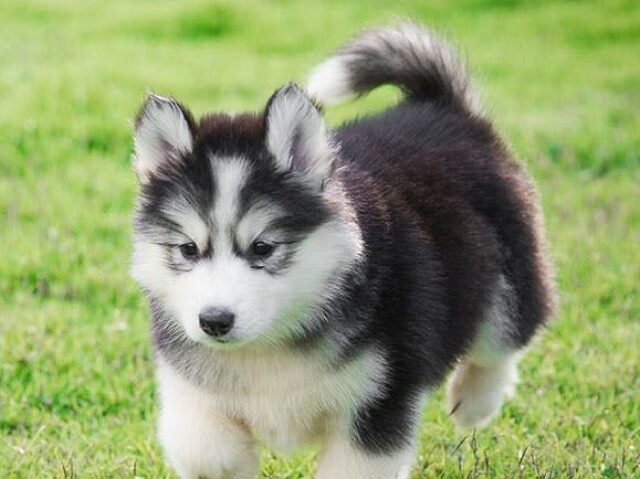 Husky