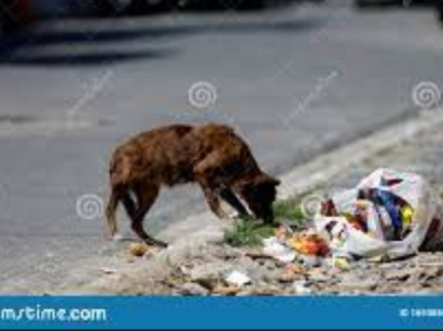 cachorro periferico fudido tadinho