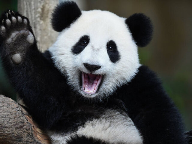 panda feliz panda feliz