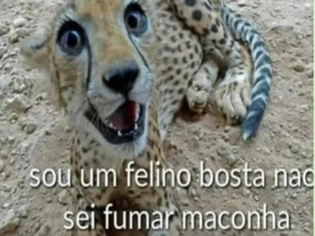 Felino bosta que não sabe fumar maconha