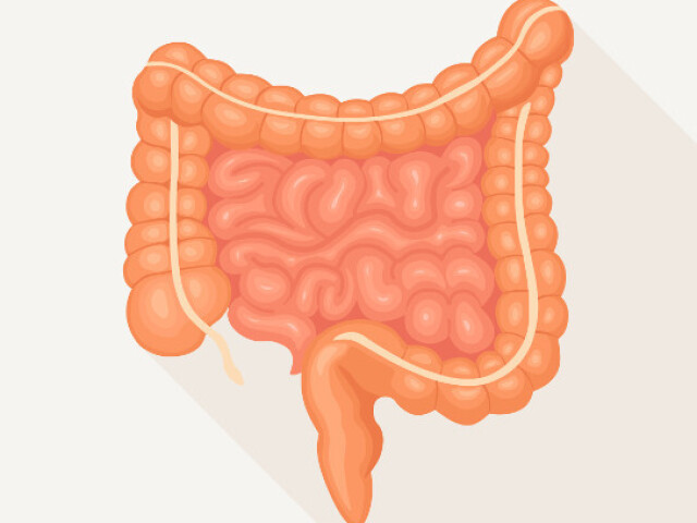 Intestino