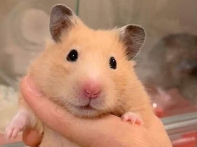 Hamster