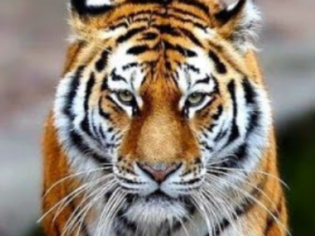 Tigre