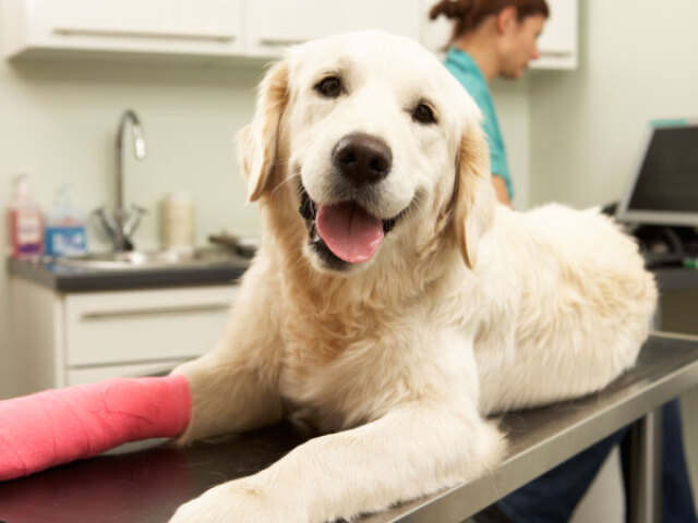 Medicina veterinária