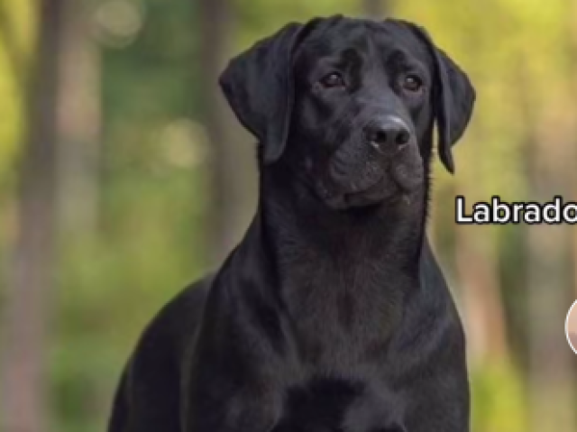 Labrador 🐕🦺
