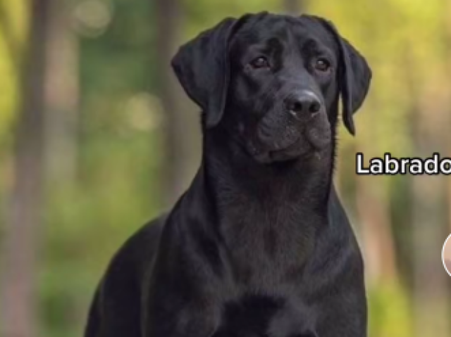 Labrador 🐕‍🦺