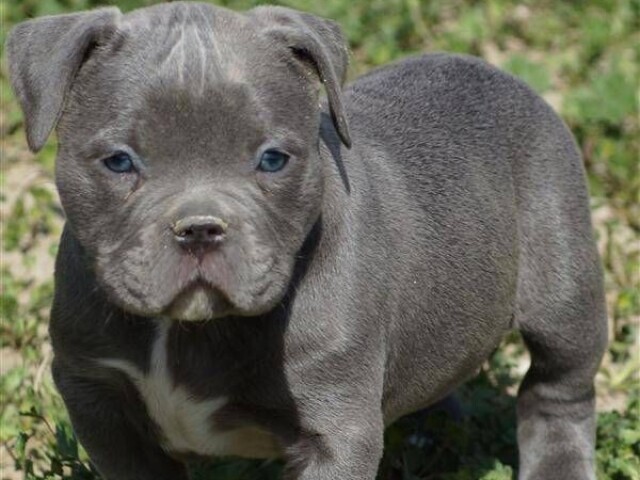 Pit Bull